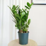 Zamiokulkas zamiolistny (Zamioculcas zamiifolia) 50cm