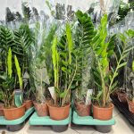 Zamiokulkas zamiolistny (Zamioculcas zamiifolia) 65cm