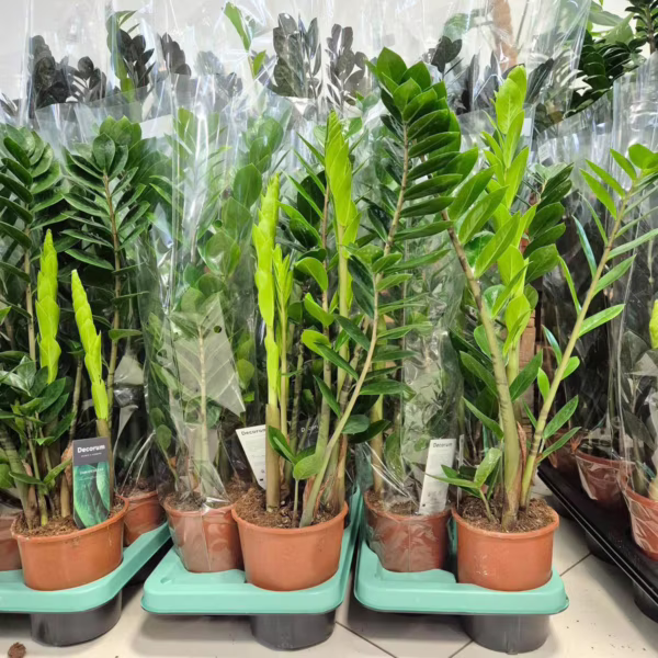 Zamiokulkas zamiolistny (Zamioculcas zamiifolia) 60-70cm