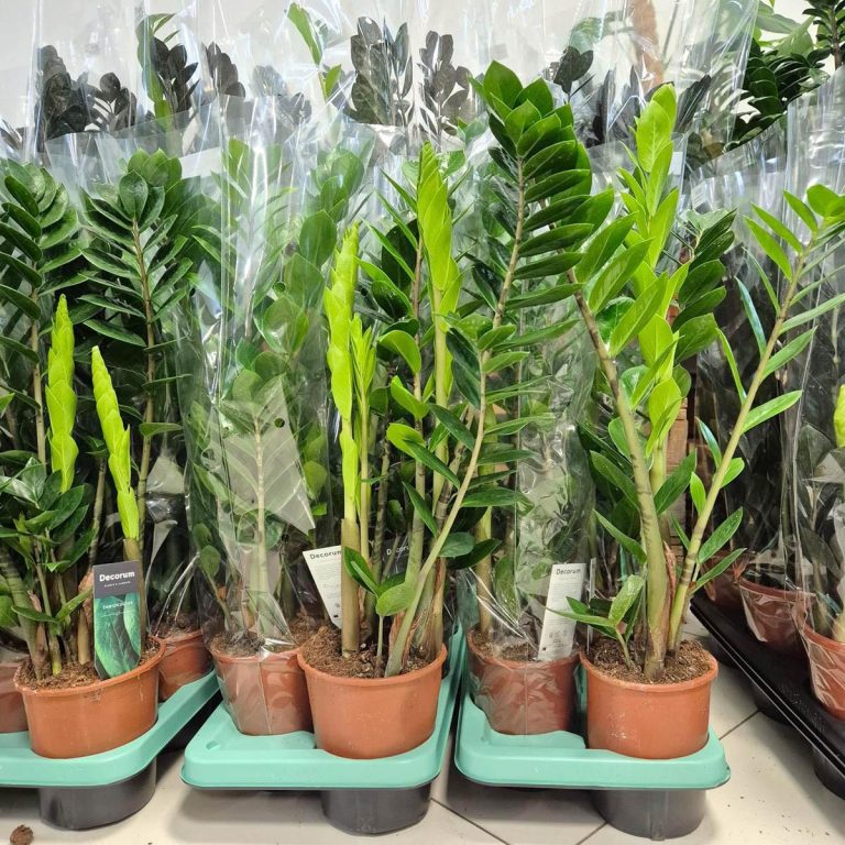 Zamiokulkas zamiolistny (Zamioculcas zamiifolia) 65cm