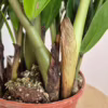 Zamiokulkas zamiolistny (Zamioculcas zamiifolia) 55-60cm