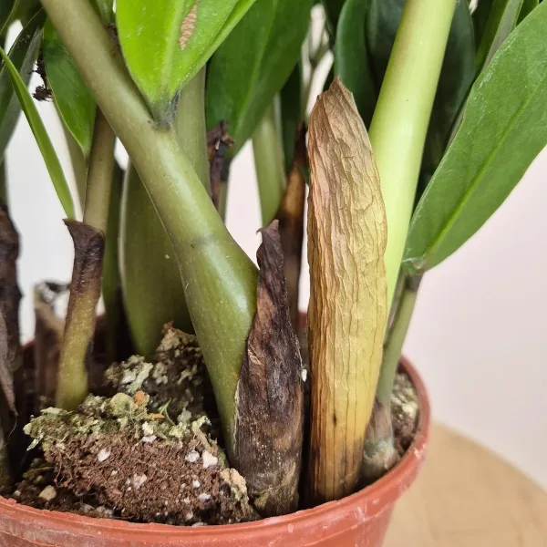 Zamiokulkas zamiolistny (Zamioculcas zamiifolia) 55cm