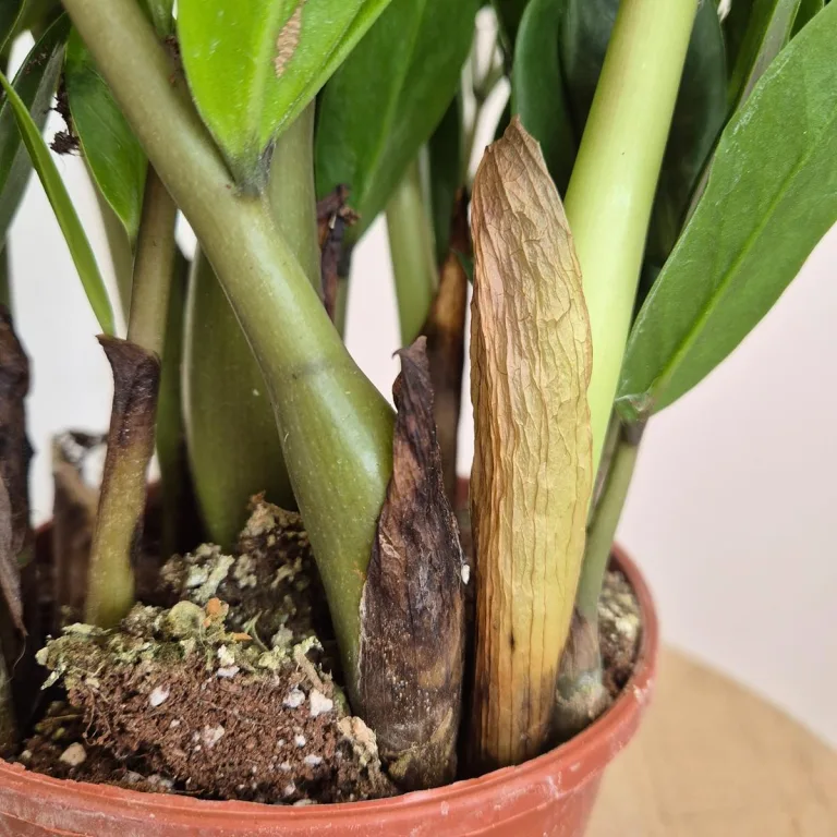 Zamiokulkas zamiolistny (Zamioculcas zamiifolia) 55cm