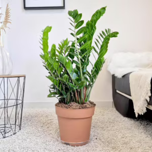 Zamiokulkas zamiolistny (Zamioculcas zamiifolia) 110cm