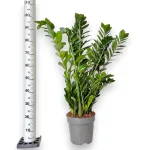 Zamiokulkas zamiolistny (Zamioculcas zamiifolia) 105cm