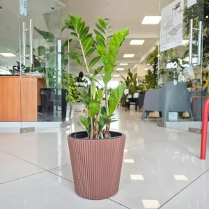 Zamiokulkas zamiolistny (Zamioculcas zamiifolia) 65cm