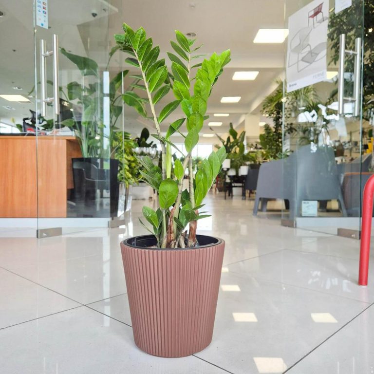Zamiokulkas zamiolistny (Zamioculcas zamiifolia) 65cm