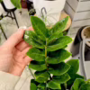 Zamiokulkas zamiolistny (Zamioculcas zamiifolia) 55-60cm