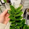 Zamiokulkas zamiolistny (Zamioculcas zamiifolia) 55cm