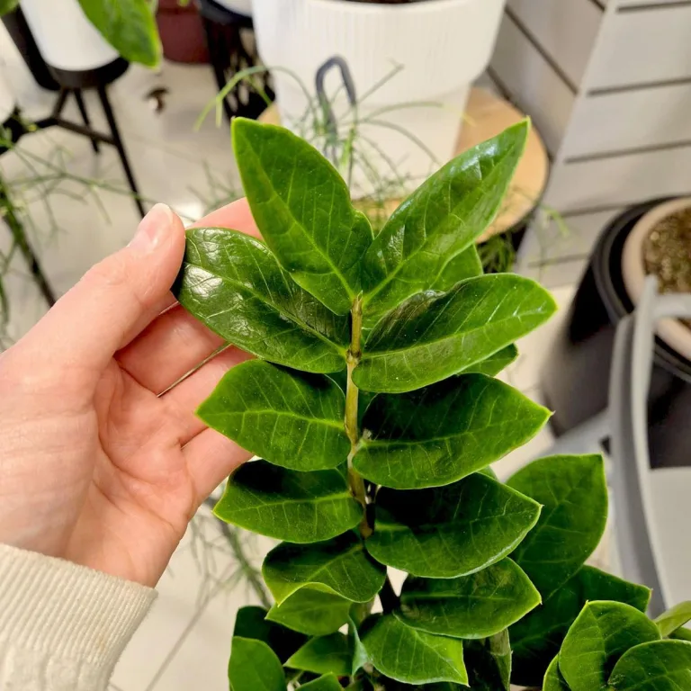 Zamiokulkas zamiolistny (Zamioculcas zamiifolia) 55cm