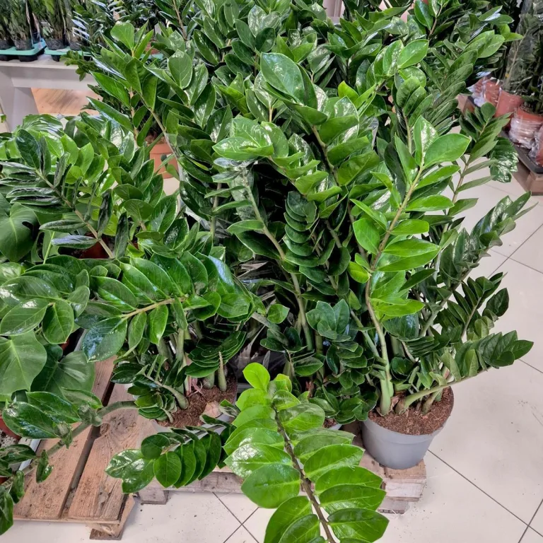 Zamiokulkas zamiolistny (Zamioculcas zamiifolia) 105cm