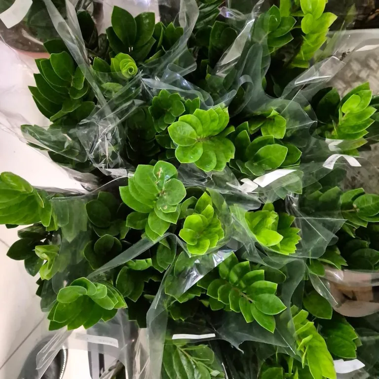 Zamiokulkas zamiolistny (Zamioculcas zamiifolia) 55cm