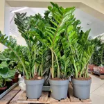 Zamiokulkas zamiolistny (Zamioculcas zamiifolia) 105cm