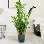 Zamiokulkas zamiolistny (Zamioculcas zamiifolia) 100cm