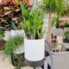 Zamiokulkas zamiolistny (Zamioculcas zamiifolia) 55-60cm