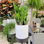 Zamiokulkas zamiolistny (Zamioculcas zamiifolia) 55cm