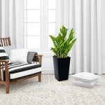 Zamiokulkas zamiolistny (Zamioculcas zamiifolia) 55cm