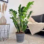 Zamiokulkas zamiolistny (Zamioculcas zamiifolia) 105cm