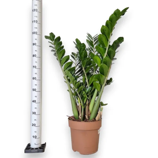 Zamiokulkas zamiolistny (Zamioculcas zamiifolia) 120cm zamia