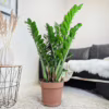 Zamiokulkas zamiolistny (Zamioculcas zamiifolia) 120cm zamia