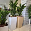 Zamiokulkas zamiolistny (Zamioculcas zamiifolia) 120cm zamia