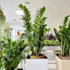 Zamiokulkas zamiolistny (Zamioculcas zamiifolia) 120cm zamia