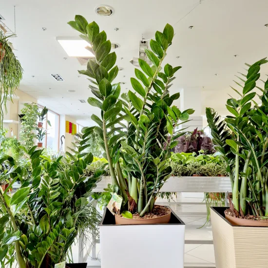 Zamiokulkas zamiolistny (Zamioculcas zamiifolia) 120cm zamia