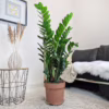 Zamiokulkas zamiolistny (Zamioculcas zamiifolia) 120cm zamia
