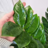 Zamiokulkas zamiolistny (Zamioculcas zamiifolia) 120cm zamia