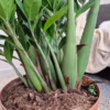 Zamiokulkas zamiolistny (Zamioculcas zamiifolia) 120cm zamia