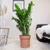 Zamiokulkas zamiolistny (Zamioculcas zamiifolia) 120cm zamia