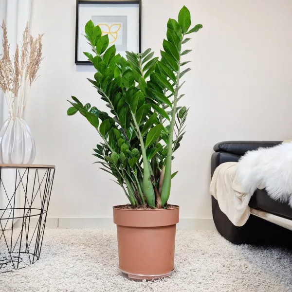 Zamiokulkas zamiolistny (Zamioculcas zamiifolia) 120cm