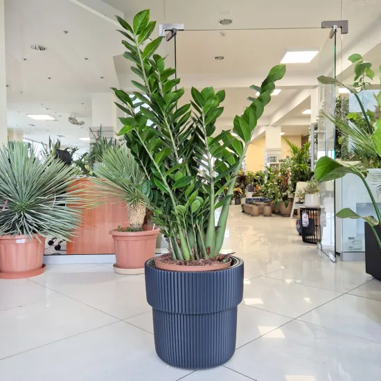 Zamiokulkas zamiolistny (Zamioculcas zamiifolia) 120cm zamia