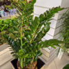 Zamiokulkas zamiolistny (Zamioculcas zamiifolia) 120cm zamia