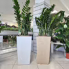 Zamiokulkas zamiolistny (Zamioculcas zamiifolia) 120cm zamia