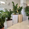 Zamiokulkas zamiolistny (Zamioculcas zamiifolia) 120cm zamia