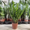 Zamiokulkas zamiolistny (Zamioculcas zamiifolia) 55-60cm