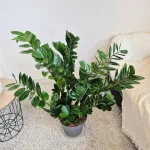 Zamiokulkas zamiolistny (Zamioculcas zamiifolia) 105cm