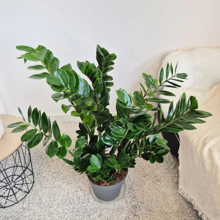 Zamiokulkas zamiolistny (Zamioculcas zamiifolia) 105cm