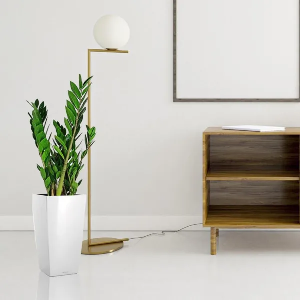 Zamiokulkas zamiolistny (Zamioculcas zamiifolia) 55cm