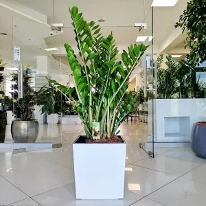 Zamiokulkas zamiolistny (Zamioculcas zamiifolia) 120cm