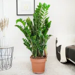 Zamiokulkas zamiolistny (Zamioculcas zamiifolia) 120cm