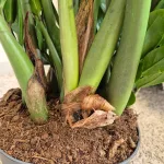 Zamiokulkas zamiolistny (Zamioculcas zamiifolia) 105cm