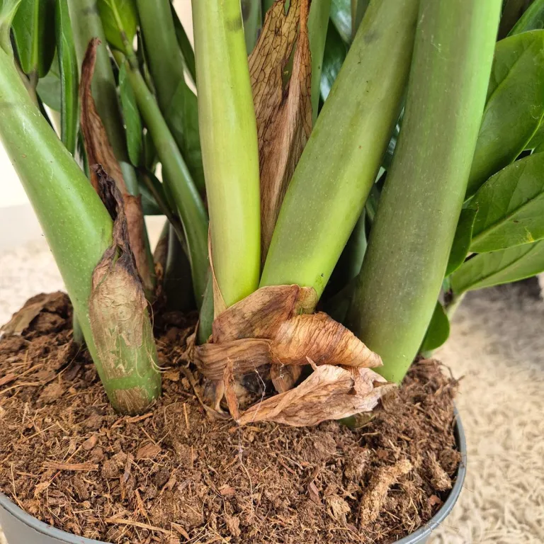 Zamiokulkas zamiolistny (Zamioculcas zamiifolia) 105cm