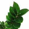 Zamiokulkas zamiolistny (Zamioculcas zamiifolia) 55-60cm