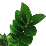 Zamiokulkas zamiolistny (Zamioculcas zamiifolia) 55cm