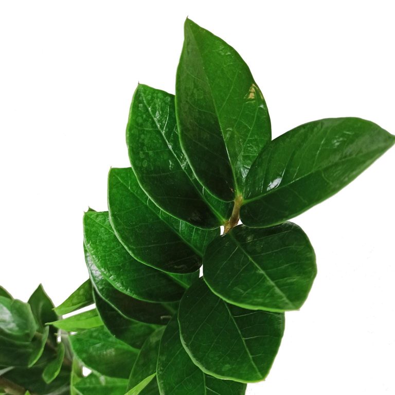 Zamiokulkas zamiolistny (Zamioculcas zamiifolia) 55cm