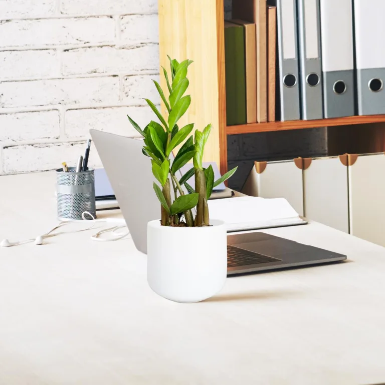 Zamiokulkas zamiolistny (Zamioculcas zamiifolia) 35cm