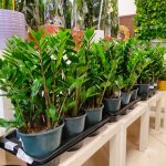 Zamiokulkas zamiolistny (Zamioculcas zamiifolia) 50cm