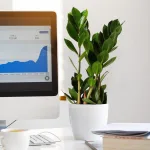 Zamiokulkas zamiolistny (Zamioculcas zamiifolia) 35cm